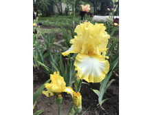 ����� ��� ����� 300 ���