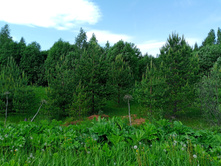 20250531 ������-400 ���������� 131230.jpg