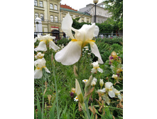 IMG 20250603 181321.jpg