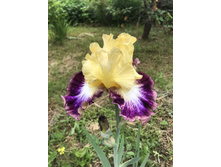 ��������� 250 ���