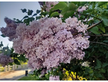 IMG 20250527 181407.jpg