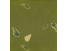 ���� �������. ���� 250 ���.+�������+��