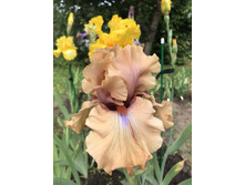 ����� ������ 300 ���