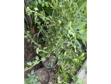 ��������� ������� �������