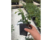 Weixin Image 2025-05-22 123340 963.jpg