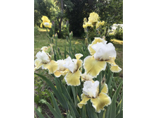 ������  100 ���