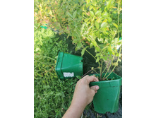 IMG 20250731 084706.jpg