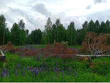 20250613 ������-600 ���������� 115008.jpg