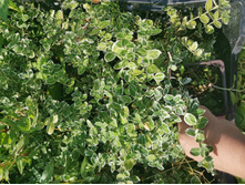 IMG 20250731 091222.jpg