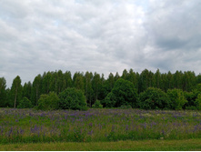 20250612 ������-600 ���������� 182420.jpg