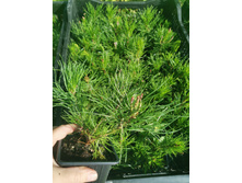 IMG 20250731 091322.jpg