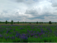 20250613 ������-600 ���������� 112637.jpg