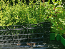 IMG 20250731 090608.jpg