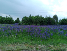 20250613 ������-600 ���������� 123847.jpg