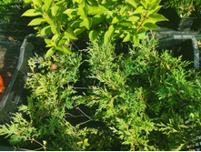 IMG 20250731 084527.jpg