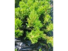 IMG 20250731 085131.jpg