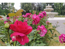 IMG 20250617 144427.jpg