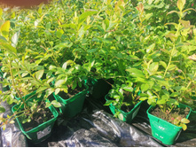 IMG 20250731 085052.jpg