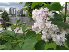 IMG 20250611 154227.jpg