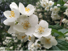 IMG 20250617 144632.jpg