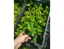 IMG 20250731 085833.jpg