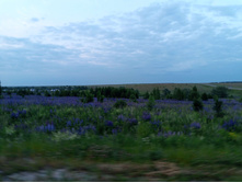 20250612 ������-600 ���������� 203644.jpg