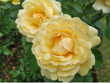 IMG 20250617 144515.jpg