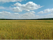 20250629 ����� ����� 124201.jpg