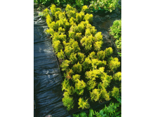 IMG 20250731 085139.jpg