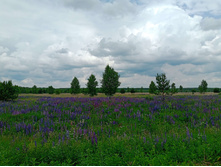 20250613 ������-600 ���������� 112545.jpg