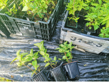 IMG 20250731 085033.jpg