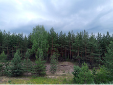 20250613 ������-600 ���������� 160447.jpg