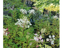 IMG 20250731 090712 edit 104204217441911.jpg