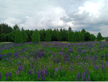 20250613 ������-600 ���������� 112440.jpg