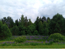 20250612 ������-600 ���������� 182223.jpg