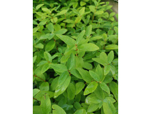 IMG 20250731 090957.jpg