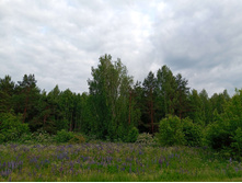 20250612 ������-600 ���������� 182434.jpg