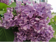 IMG 20250611 144350.jpg