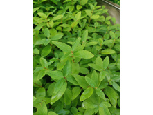 IMG 20250731 090954.jpg