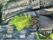 IMG 20250731 085123.jpg