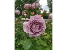 IMG 20250617 144135.jpg