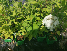 IMG 20250731 090421.jpg