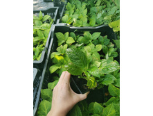 IMG 20250731 085759.jpg