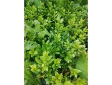 IMG 20250731 090941.jpg