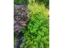 IMG 20250731 085459.jpg