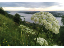 IMG 20250706 193236.jpg