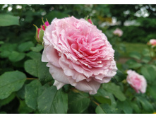 IMG 20250609 153427.jpg