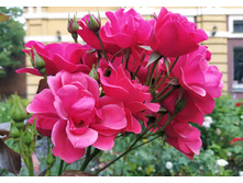 IMG 20250630 195556.jpg