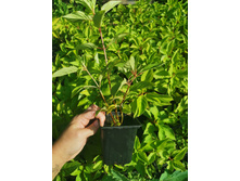 IMG 20250731 084339.jpg