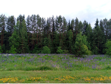 20250612 ������-600 ���������� 182201.jpg